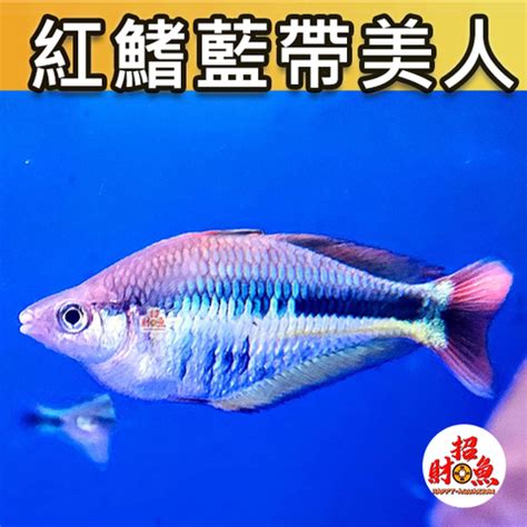 小型招財魚|【招財小型魚】招財魚不藏私！千元內必收招財小型魚 TOP 3 –